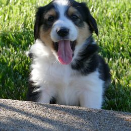 English Shepherd Puppies from Oerly's English Shepherds