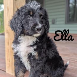 Ella - Tri-color female Bernedoodle puppy in Lancaster, Minnesota from Richardville Hunde