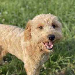 Charlotte - Goldendoodle