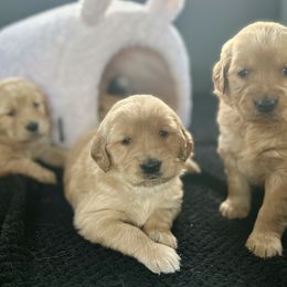 Dachshund and Golden Retriever Puppies from Wyo Dachshunds & Goldens