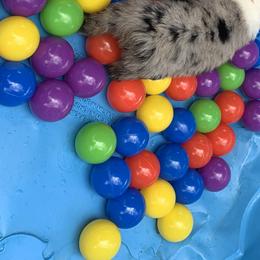 Australian Shepherd Puppies from Bunkhouse aussies