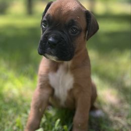 Girl 2 - Fawn female Boxer puppy in Plainwell, Michigan from Hope's Beautiful Boxers
