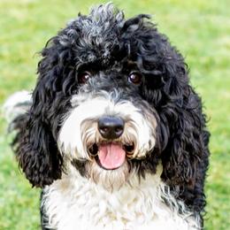 Kloe - Bernedoodle