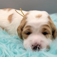 Australian Labradoodles and Labradoodles from Hot Diggity Doodles