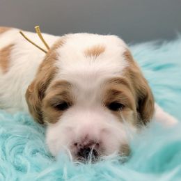 Australian Labradoodles and Labradoodles from Hot Diggity Doodles