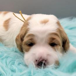 Australian Labradoodles and Labradoodles from Hot Diggity Doodles