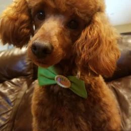 Cavapoos and Poodles from Danielle’s Cavapoos