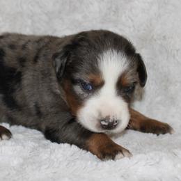 Elena - Blue merle female Miniature Australian Shepherd puppy in Bogata, Texas from Maple Creek Run