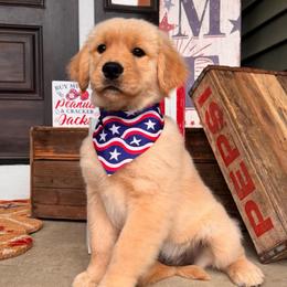 Pink Girl - Golden female Golden Retriever puppy in Silver Lake, Indiana from Seven Hills Goldens