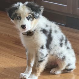 Australian Shepherd Puppies from Dollface Aussies