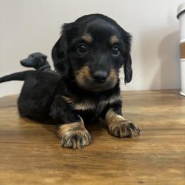 CKC Persia - Black and tan female Dachshund puppy in White Cloud, Michigan from West Michigan Dachshund