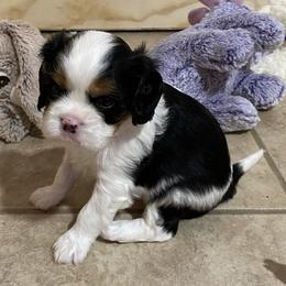 "Baby Boy 2" Cavalier King Charles Spaniel Puppies from Cavaliers of Royalty