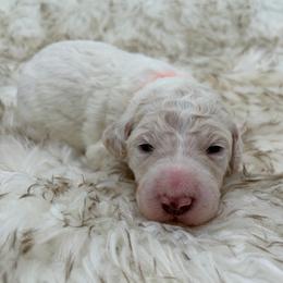 Sprinkles - Cream female Poodle puppy in Otto, North Carolina from Wild Suns Farm