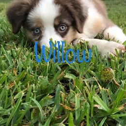 Australian Shepherd All Grown Up from LL Farm Australian Shepherds