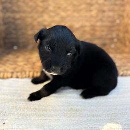 Unicorn - Black tri-color female Australian Shepherd puppy in Unionville, Iowa from Soap Creek Kennels