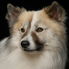 Rocky - Icelandic Sheepdog
