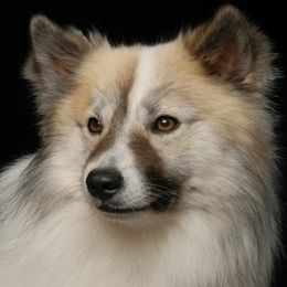 Rocky - Icelandic Sheepdog