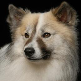 Rocky - Icelandic Sheepdog