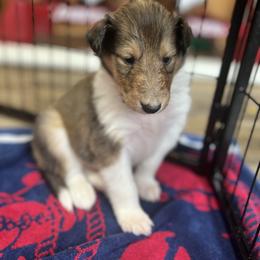 Collie Puppies from Jolly Collies