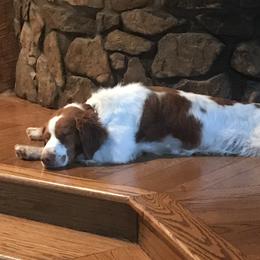CH Turbo - Brittany