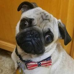 Odie - Pug