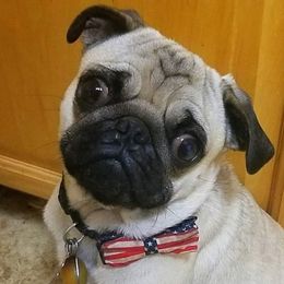 Odie - Pug
