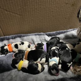 Biewer Terrier Puppies from Southern Star Biewers