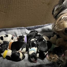 Biewer Terrier Puppies from Southern Star Biewers