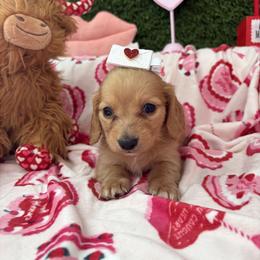 Chester - Cream male Dachshund puppy in Lake City, Florida from My Ditzy Doxies of Florida