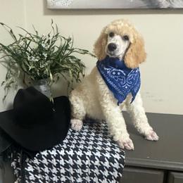 Floppy - Apricot male Poodle puppy in Douglas, Georgia from Big Mama’s Beauties