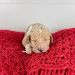 Mint - Mint Collar - Apricot female Goldendoodle puppy in The Woodlands, Texas from Golden Fields Doodles