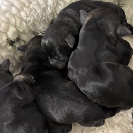 Girl 3 - Miniature Schnauzer puppy in Pottstown, Pennsylvania from Bandwagon Miniature Schnauzers