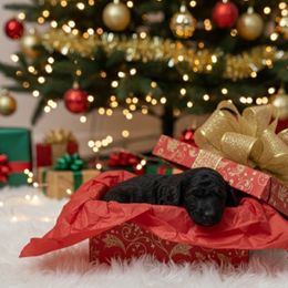 Dancer - Black male Goldendoodle puppy in Fairmount, Georgia from Muscadine Meadows Farm