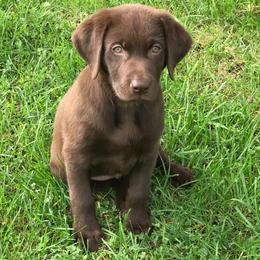Labrador Retriever Puppies from Southern Heritage Retrievers