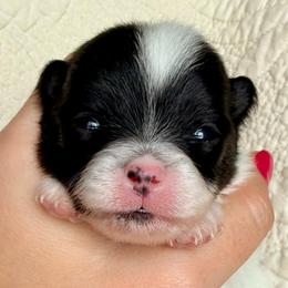 Finn - Black parti male Pomeranian puppy in New Plymouth, Idaho from Pawdawan Poms