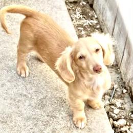 Peaches - Dachshund