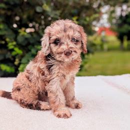 Aussiedoodle, Australian Shepherd, Bernedoodle, Cavapoo, Cockapoo, and Poodle Puppies from Sis' Doodles & Poodles