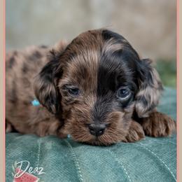 Pebble - Merle male Cockapoo puppy in Connersville, Indiana from Deaz Doodle Ranch