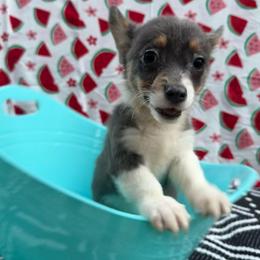 Haunter - Blue male Pembroke Welsh Corgi puppy in Moore, South Carolina from Chaotic Corgi’s