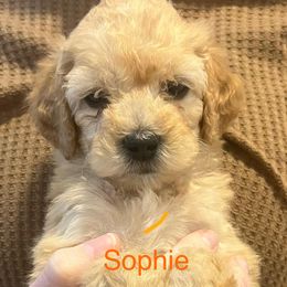 Sophie - Red  Goldendoodle puppy in San Antonio, Texas from CruzNDoodles