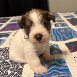 Boy 6 - Parti male Miniature Schnauzer puppy in Dunlap, Tennessee from Beards of Glory