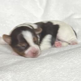 Elsa AKC - Chocolate, tan and white female Yorkshire Terrier puppy in Labelle, Florida from Chocolate and Parti Yorkies in Florida