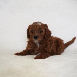 Nova - Red  female Goldendoodle puppy in Vancouver, Washington from Blissful Doodles