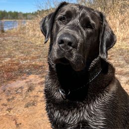 Gunner - Dilute Retriever