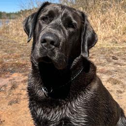 Gunner - Dilute Retriever
