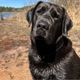 Gunner