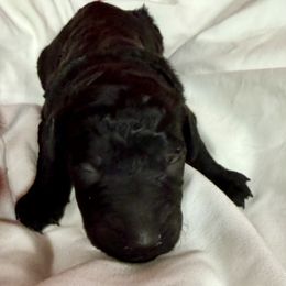 Waffles - Black male Pyredoodle puppy in Willacoochee, Georgia from Kitandkboodle's Doodles