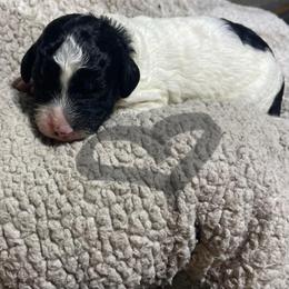 Gray collar - Parti male Goldendoodle puppy in Mc Cook, Nebraska from Powers Doodles