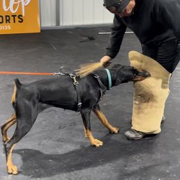 Iris - Doberman Pinscher
