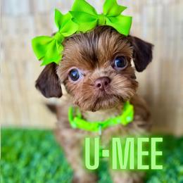 Liberty - Red female Shih Tzu puppy in San Tan Valley, Arizona from My Puppy Tzu